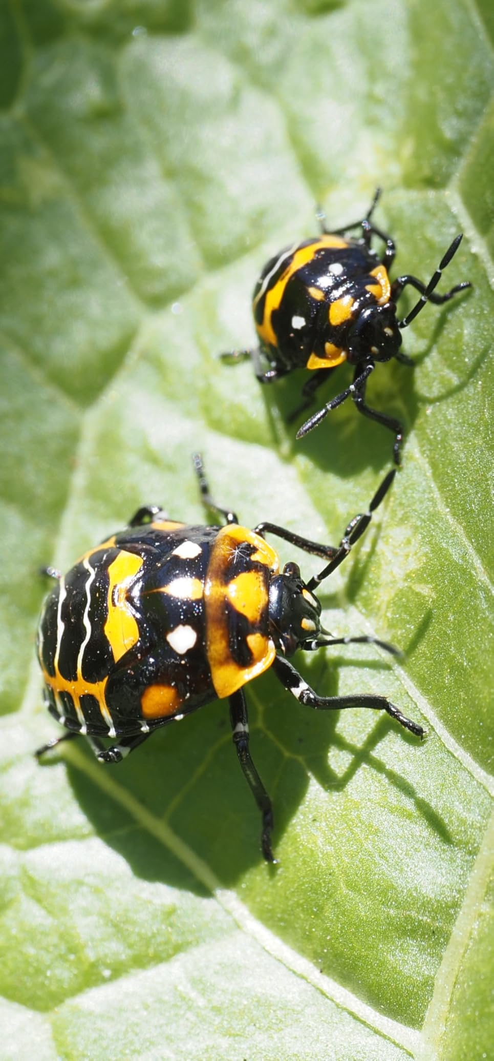 Venus Laowa 50mm f/2.8 2X Ultra Macro APO Lens for Micro Four Thirds customer photo 1