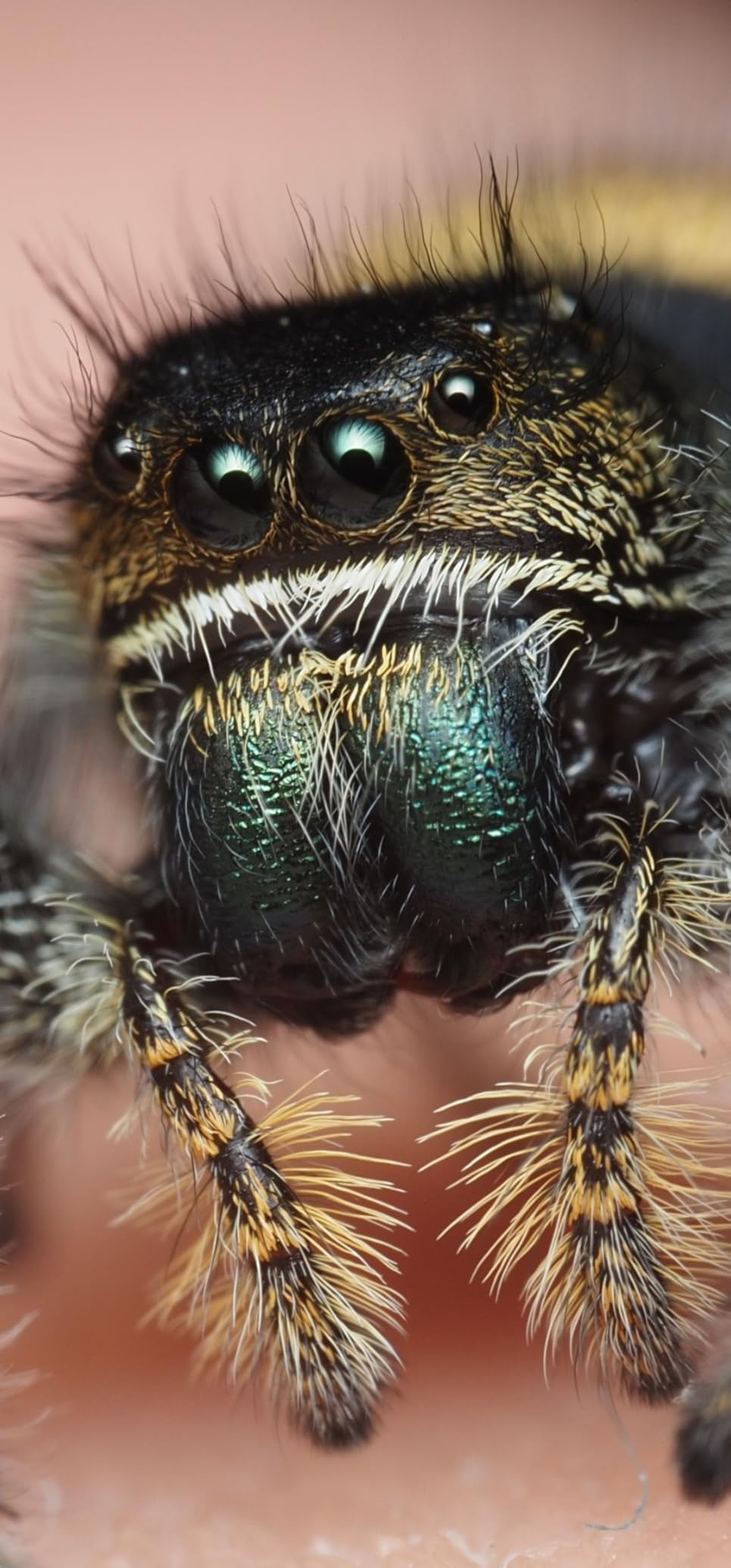 Venus Laowa 50mm f/2.8 2X Ultra Macro APO Lens for Micro Four Thirds customer photo 2