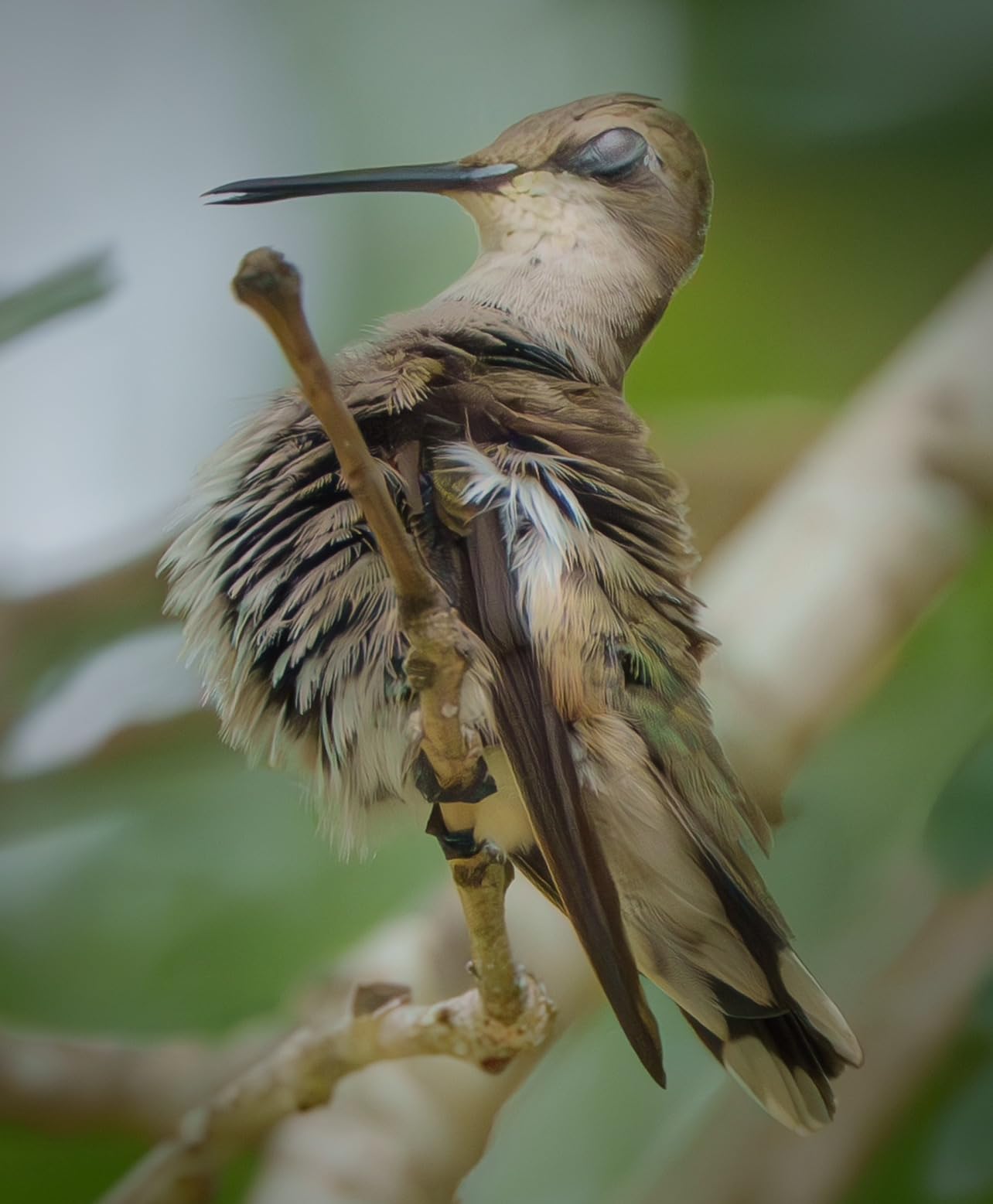 Profoto A10 On-Camera Flash Light for Sony customer photo 1