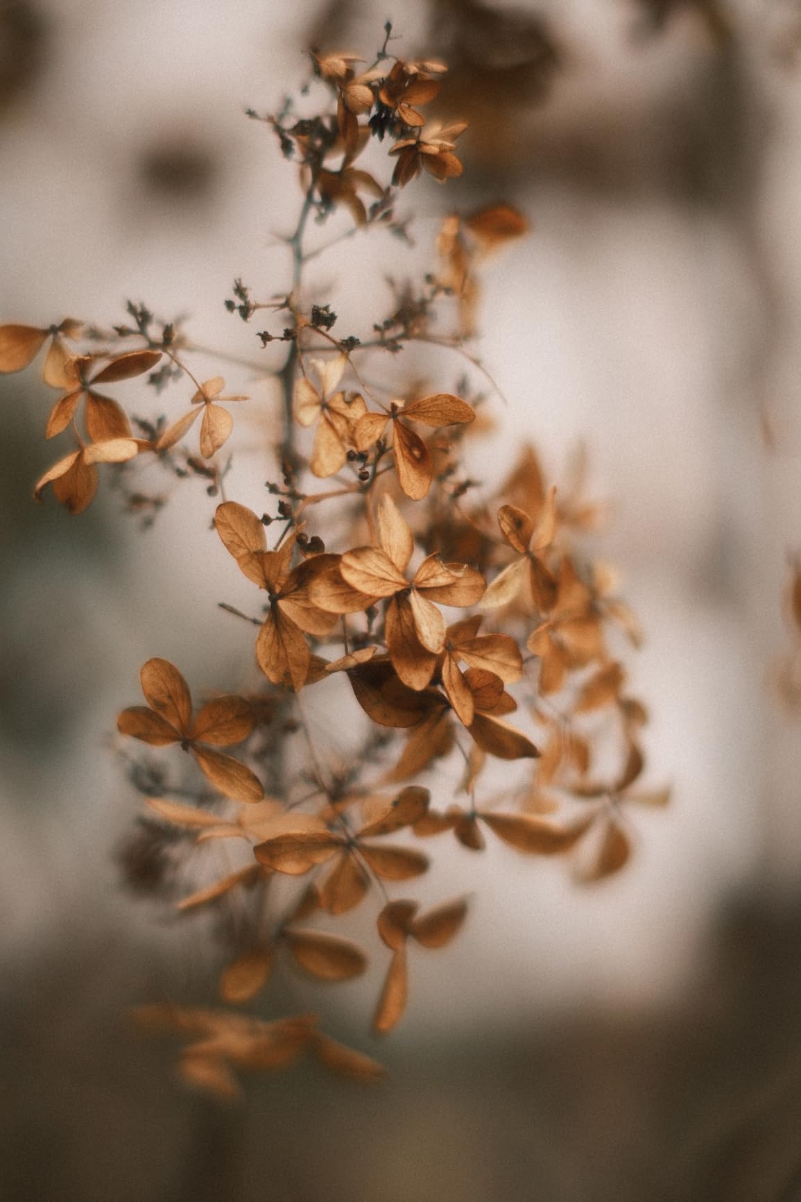 TTArtisan 50mm F1.2 APS-C Manual Focus Lens for Fuji X Mount Camera Like X-A1 X-A10 X-A2 X-A3 X-A5 X-A7 X-M1 X-M2 X-H1 X-T1 X-T10 X-T2 X-T20 X-T3 X-T4 X-T100 X-T200 X-T30 X-PR01 X-PR02 X-PR03 X-E1 customer photo 1