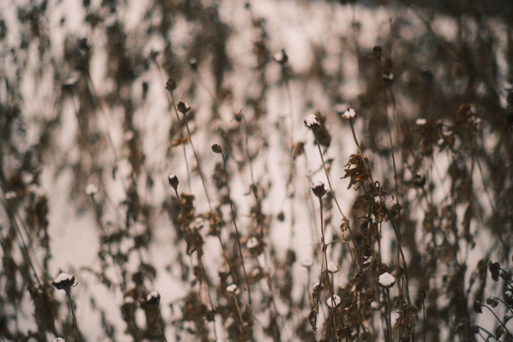 TTArtisan 50mm F1.2 APS-C Manual Focus Lens for Fuji X Mount Camera Like X-A1 X-A10 X-A2 X-A3 X-A5 X-A7 X-M1 X-M2 X-H1 X-T1 X-T10 X-T2 X-T20 X-T3 X-T4 X-T100 X-T200 X-T30 X-PR01 X-PR02 X-PR03 X-E1 customer photo 2