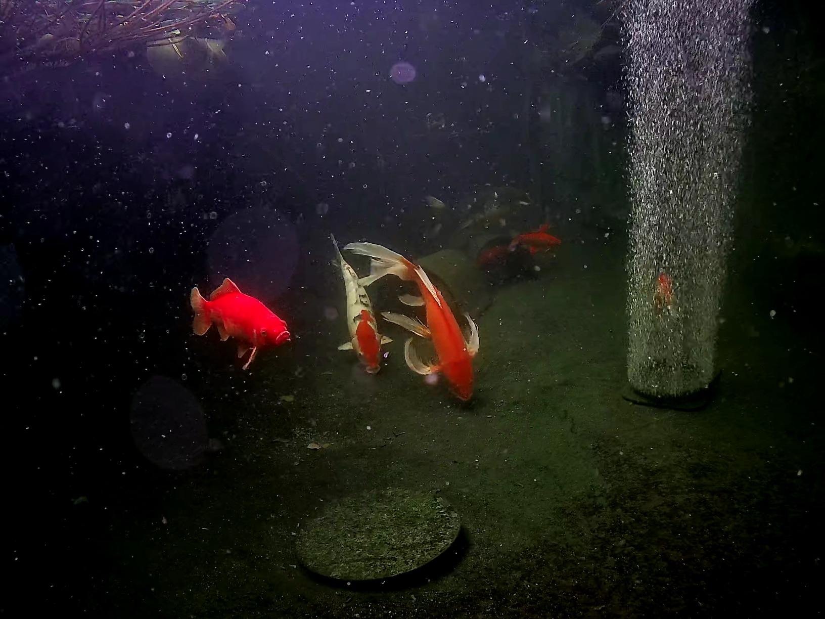 Barlus Underwater Camera, Aquarium Live Streaming Pond 5MP Camera with 32ft Cables customer photo 1