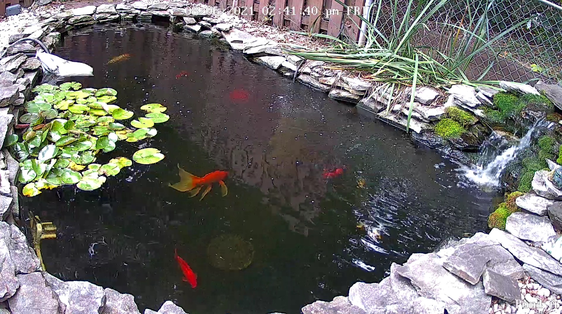 Barlus Underwater Camera, Aquarium Live Streaming Pond 5MP Camera with 32ft Cables customer photo 2
