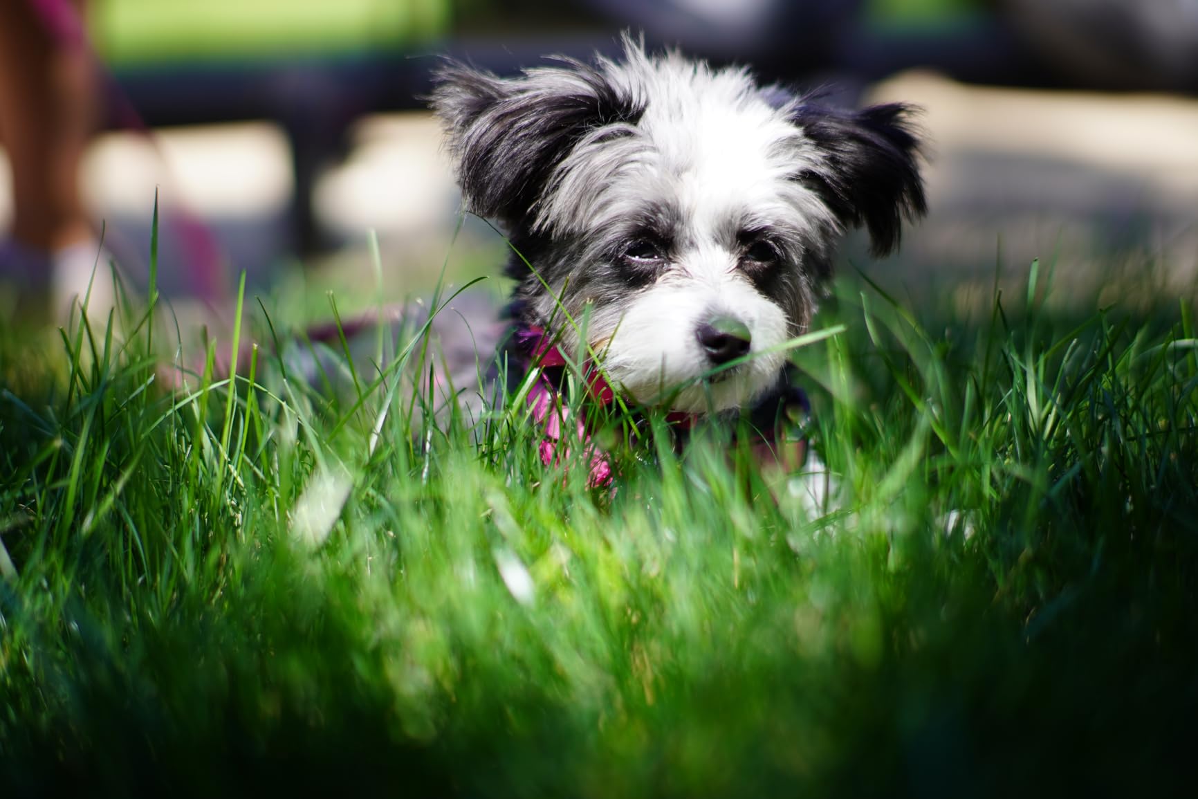 TTArtisan 50mm F1.2 APS-C Manual Focus Lens for Sony E Mount customer photo 1