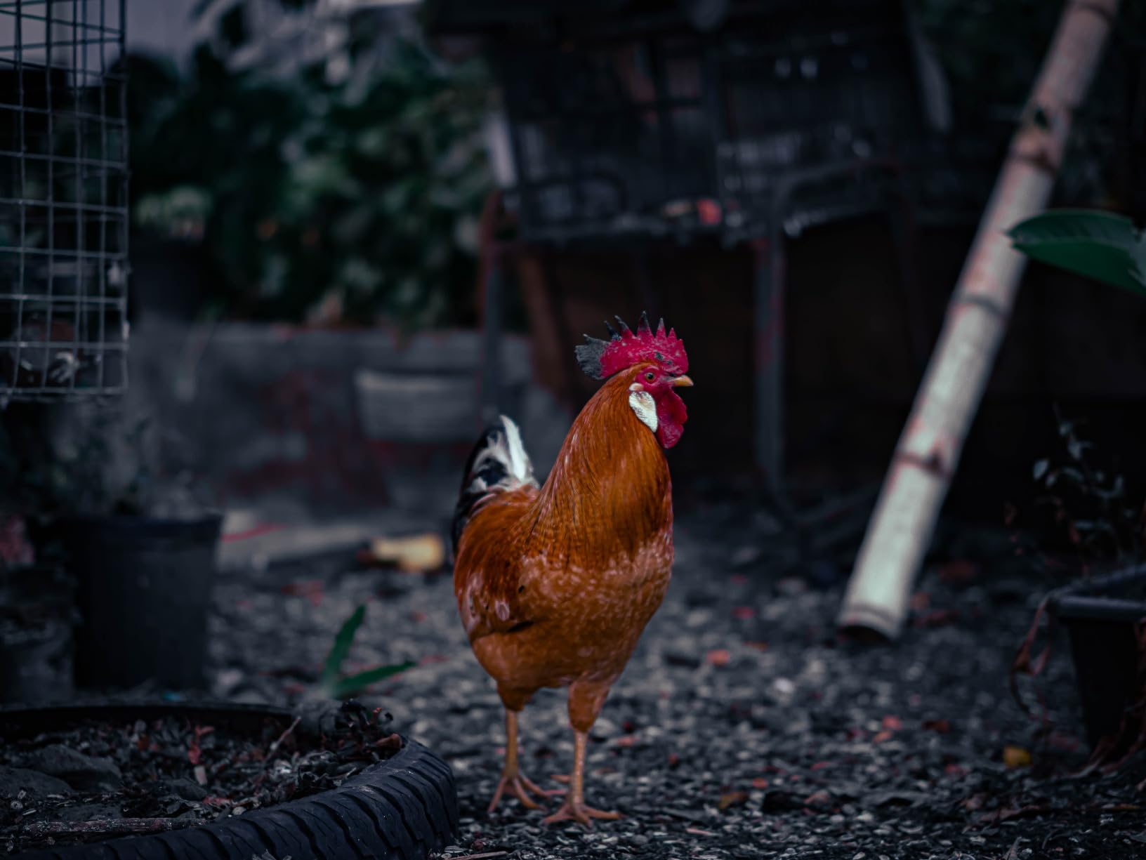 TTArtisan 50mm F1.2 APS-C Large Aperture Manual Focus Lens for Canon RF Mount Like R7 APS-C Model: R10 EOS R RP R5 R6 customer photo 2