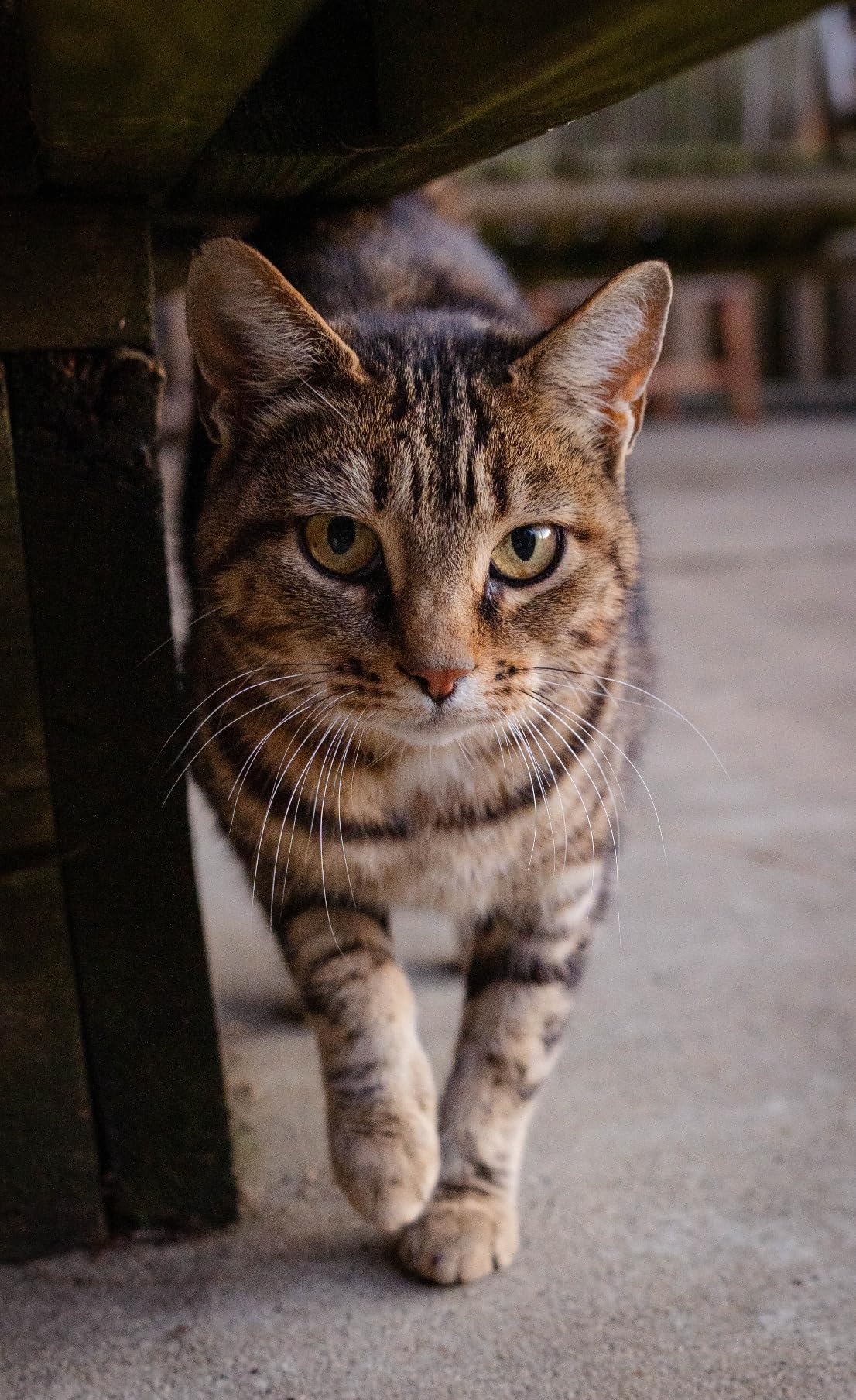 23mm F1.4 DC DN for Sony E Mount customer photo 1