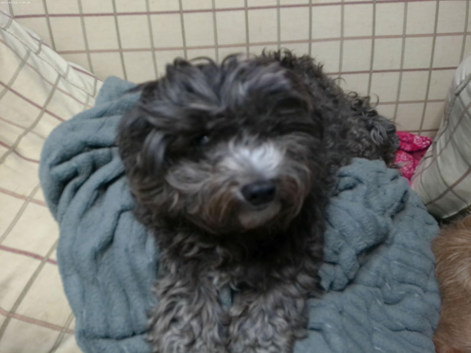 Saneen Digital Camera, 4k Cameras for Photography & Video, 64MP WiFi Touch Screen Vlogging Camera for YouTube with Flash, 32GB Card customer photo 1