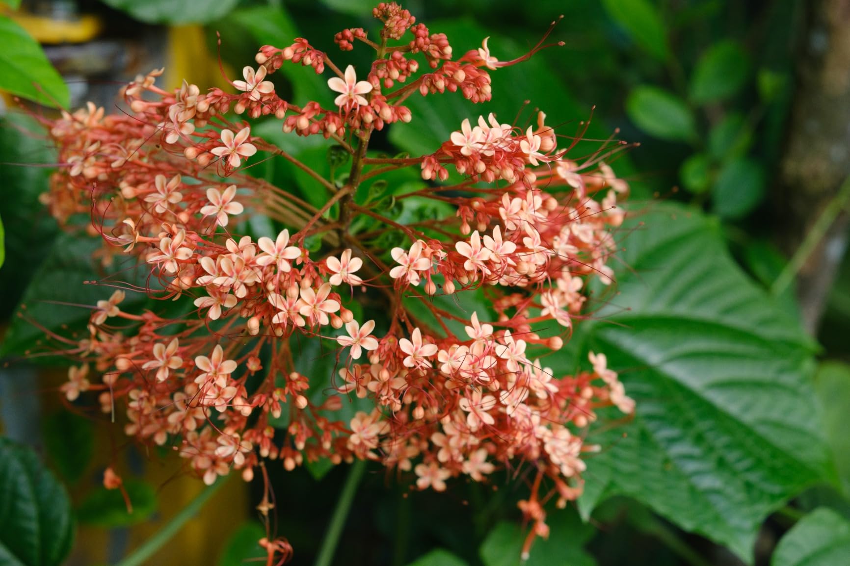 Meike 55mm F1.4 APS-C Frame AF STM Lens Fixed Prime Portrait Lens for Fujifilm X Mount Mirrorless Cameras XT4 XT5 XT10 XT20 XT30 XT50 X-A2 X30 X70 X-S10,etc customer photo 1