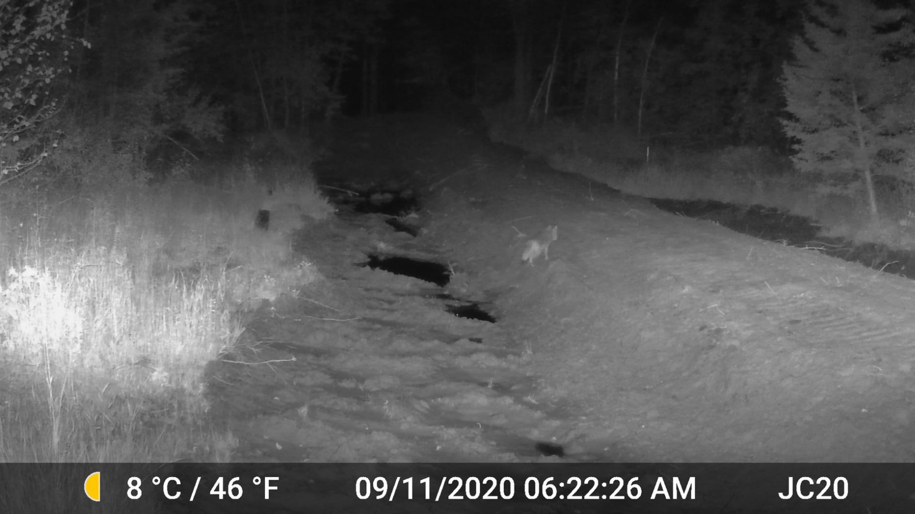 GardePro A3S 2-Pack Trail Camera (Non-Cellular, Non-WiFi), 64MP Photo & 1296P HD Video, 0.1s Trigger, 100ft No-Glow Night Vision, Motion Activated Wildlife Camera customer photo 1