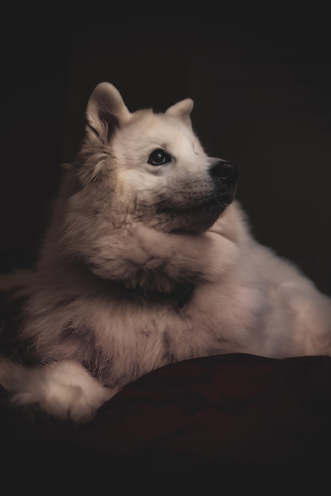 NEEWER Z2PRO-N 2.4G TTL Round Head Flash Speedlite Compatible with Nikon, 76Ws, 1/8000s HSS, 600 Full Power Flash, 7.2V/3000mAh Battery customer photo 2