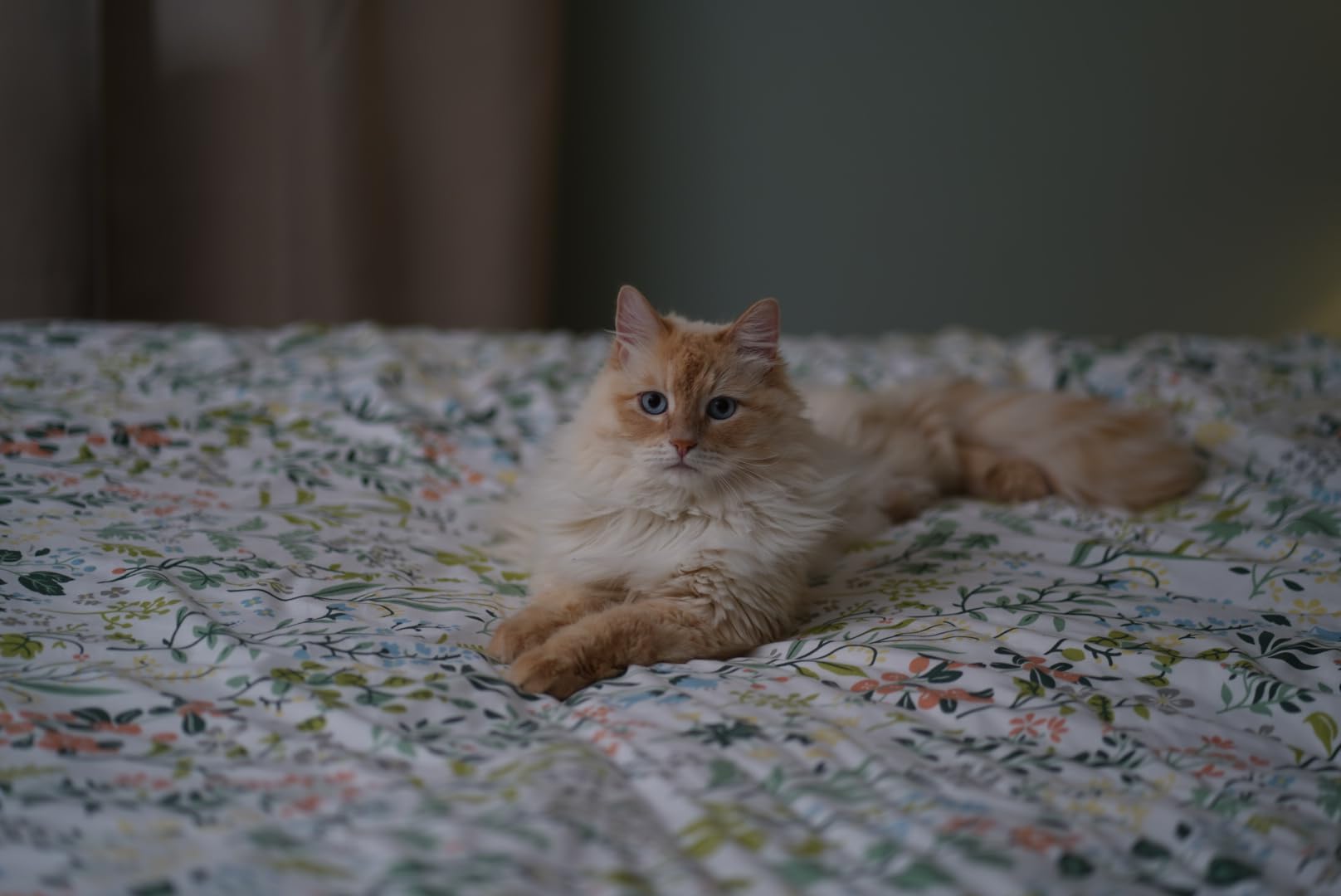 Westcott FJ400 II Touchscreen Strobe with FJ Pro AC/DC Battery (400Ws) TTL HSS AC/DC Powered 550+ Full Power Flashes (US/CA Plug) customer photo 2