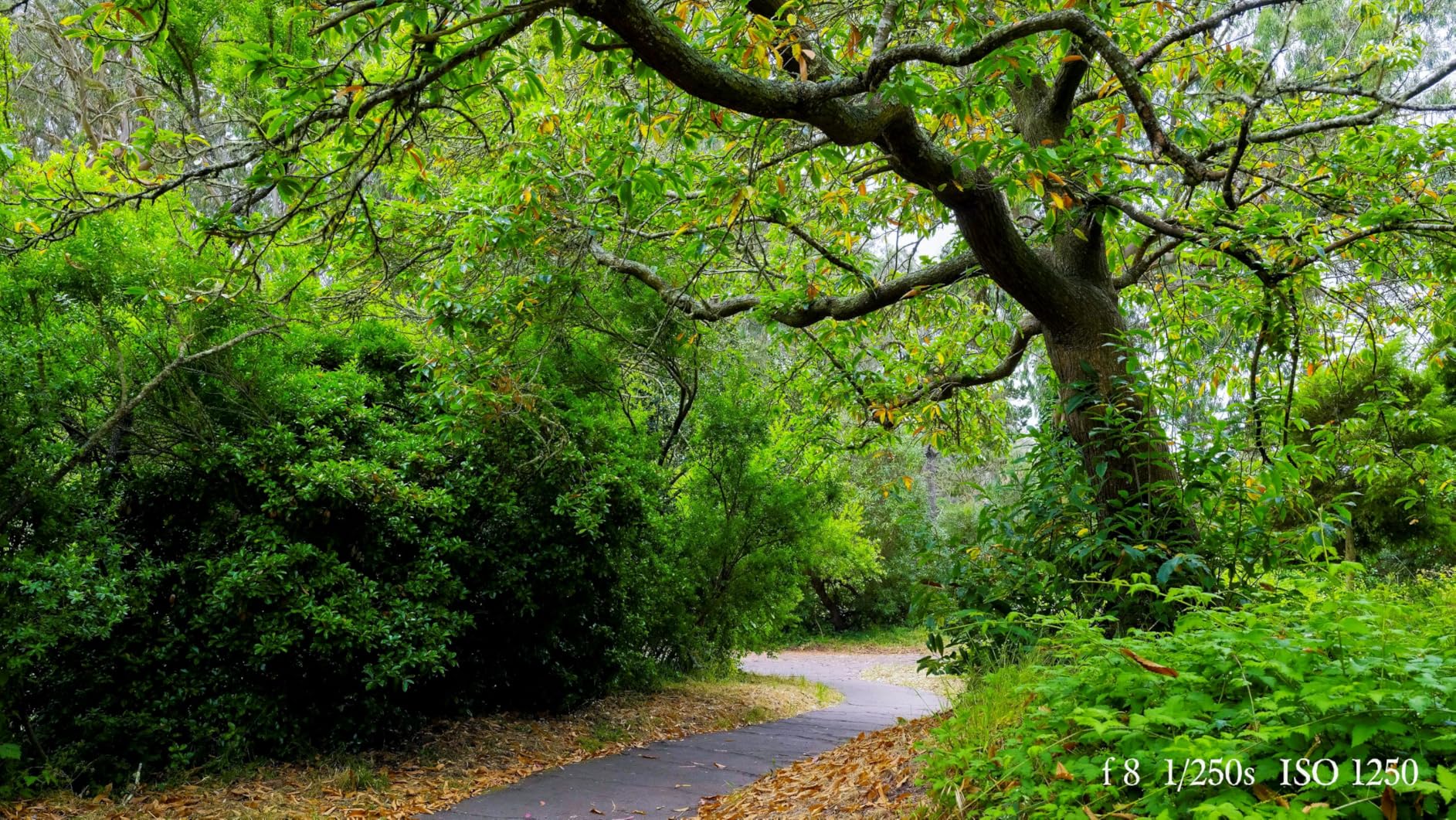 Fujifilm GFX100RF Medium Format Camera - 102MP Large Format Sensor, Compact Rangefinder Style, 4K/30p Video customer photo 1