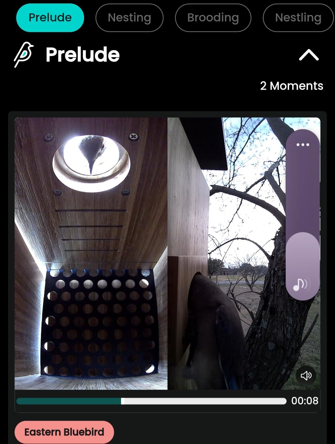 Birdfy Smart Bird House with Cameras 2025 New Version,1080P Dual-Cam, Remote Control,Solar Powered, AI Identify, Wireless Outdoor Watch Bluebird Cardinal Nesting Story in Realtime, DIY Gift (Bamboo) customer photo 1