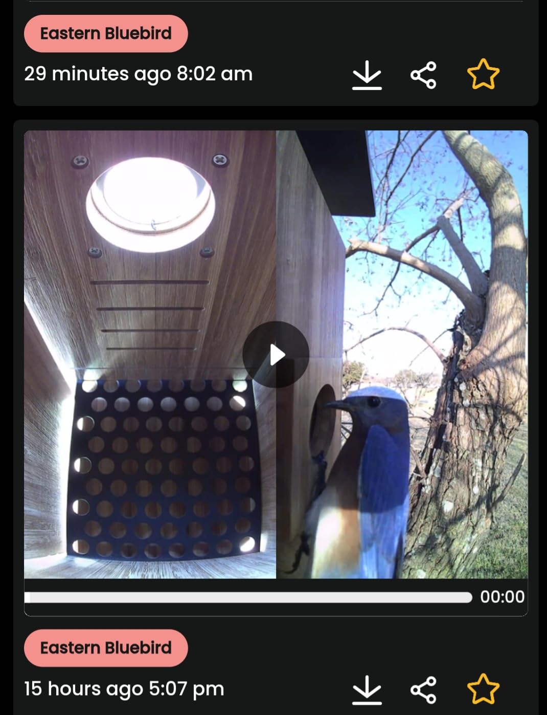 Birdfy Smart Bird House with Cameras 2025 New Version,1080P Dual-Cam, Remote Control,Solar Powered, AI Identify, Wireless Outdoor Watch Bluebird Cardinal Nesting Story in Realtime, DIY Gift (Bamboo) customer photo 2