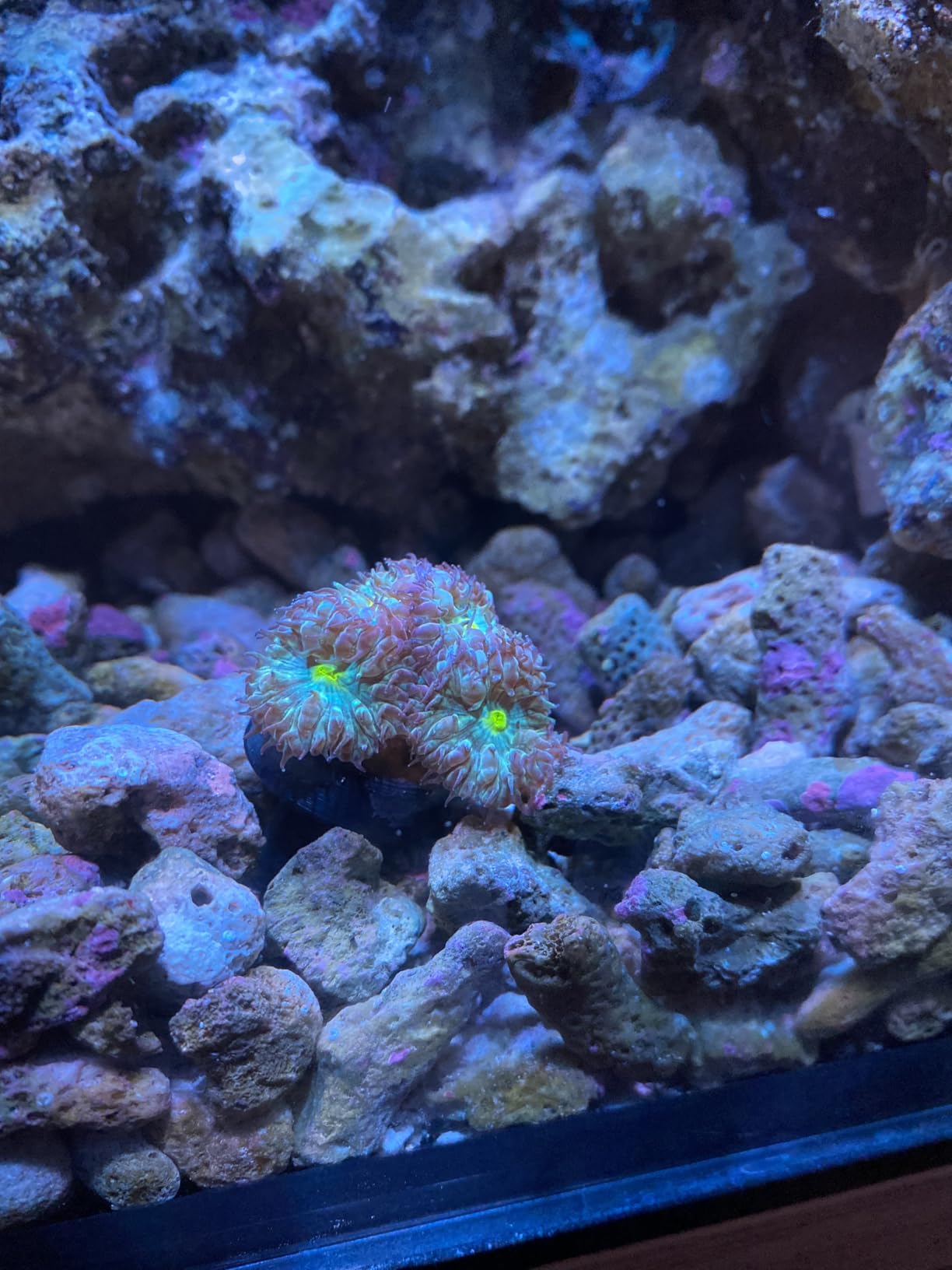 Coral Lens Aquarium Reef Filter Lens Kits for Phone - 8 Coral Lenses Including Orange, Gradual-Orange, Yellow, Gradual-Yellow, Pink, Macro, Star and Polarized CPL customer photo 1