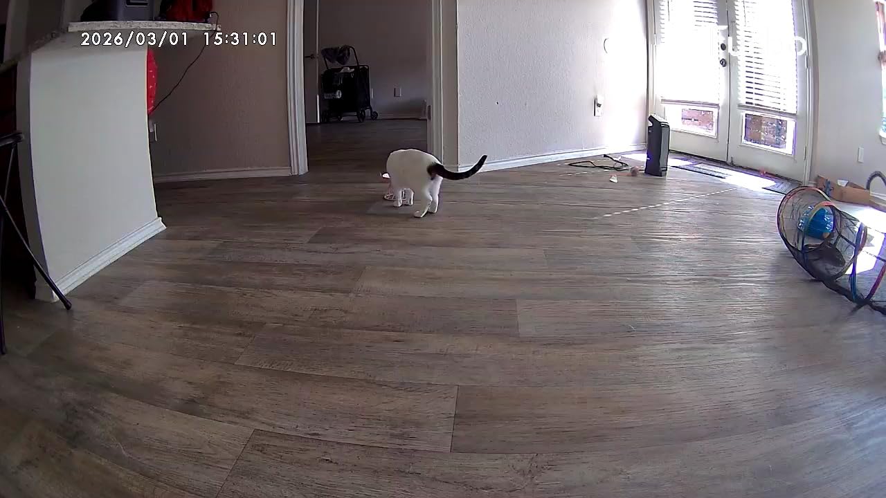 Furbo Mini 360 2K QHD Pet Camera: Basic See, Talk & Toss Features, No AI Alerts, No Subscription Required, Dog & Cat Rotating Treat Dispenser w/Phone App, Smart Indoor Cam, 2-Way Audio & Night Vision customer photo 1