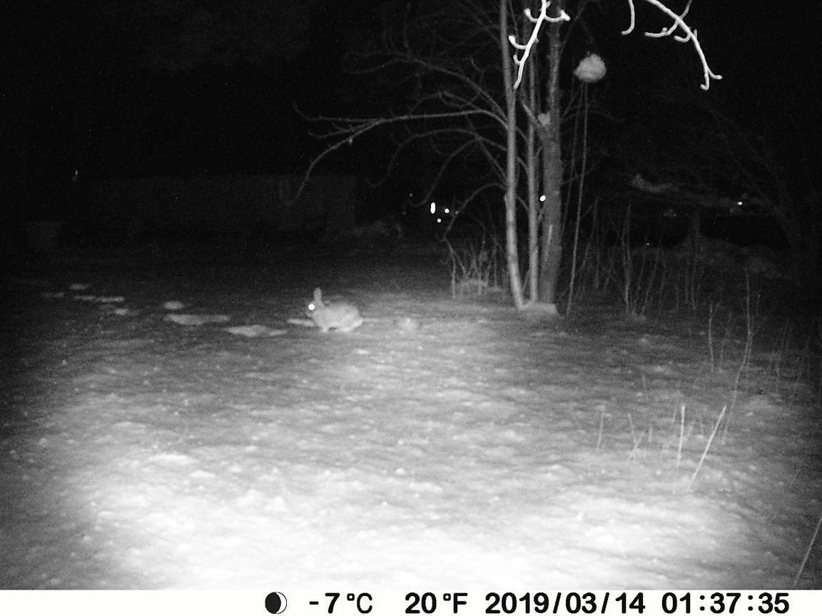 P100 WiFi Trail Camera (Non-Cellular), Bluetooth, 64MP 1296p HD Video, 0.1s Fast Trigger, 100ft No-Glow Night Vision, Motion Activated, IP66 Waterproof Game Camera customer photo 1