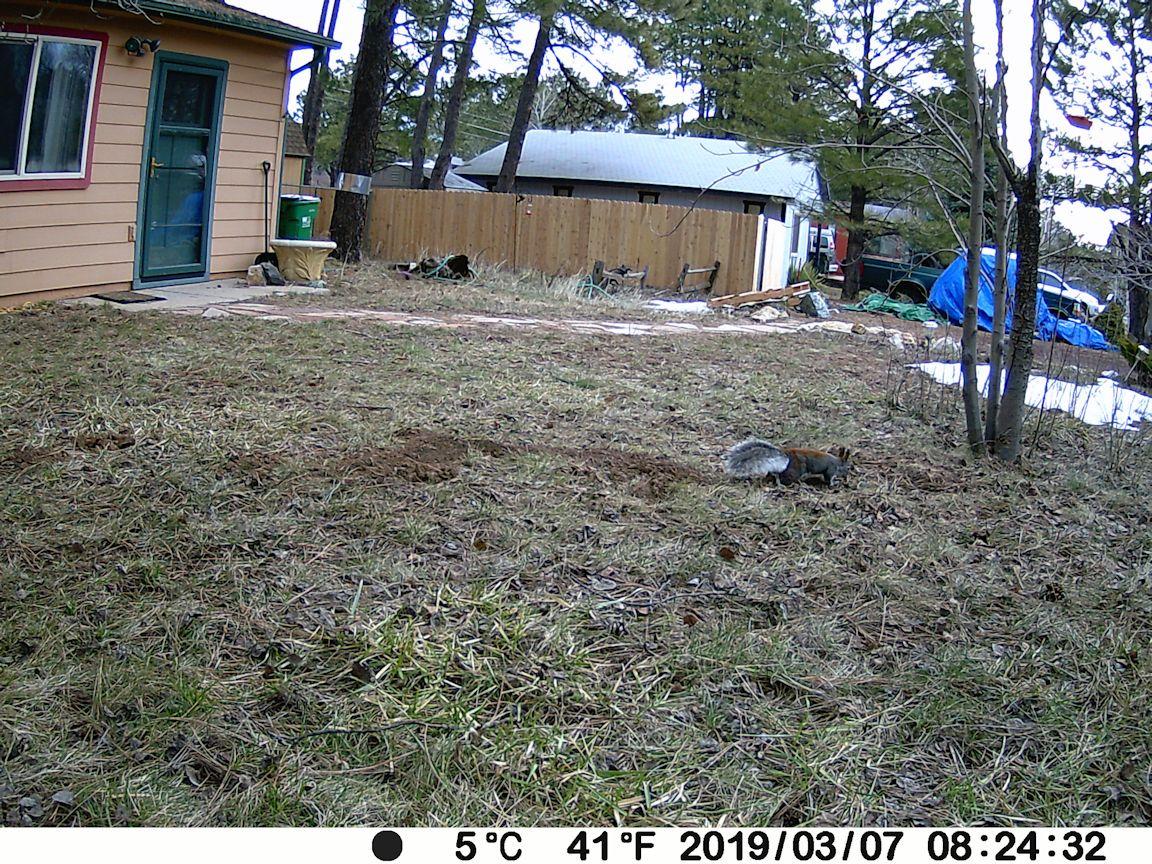 P100 WiFi Trail Camera (Non-Cellular), Bluetooth, 64MP 1296p HD Video, 0.1s Fast Trigger, 100ft No-Glow Night Vision, Motion Activated, IP66 Waterproof Game Camera customer photo 2