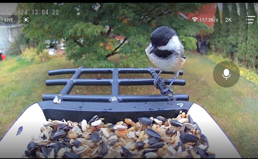 Smart Bird Feeder with Camera - Solar Powered Bird Watching Camera with 2K HD Live View, Auto Capture & AI Identify 10,000+ Species, 2.4G WiFi Outdoor Birdhouse, Ideal Gifts for Bird Lovers customer photo 2
