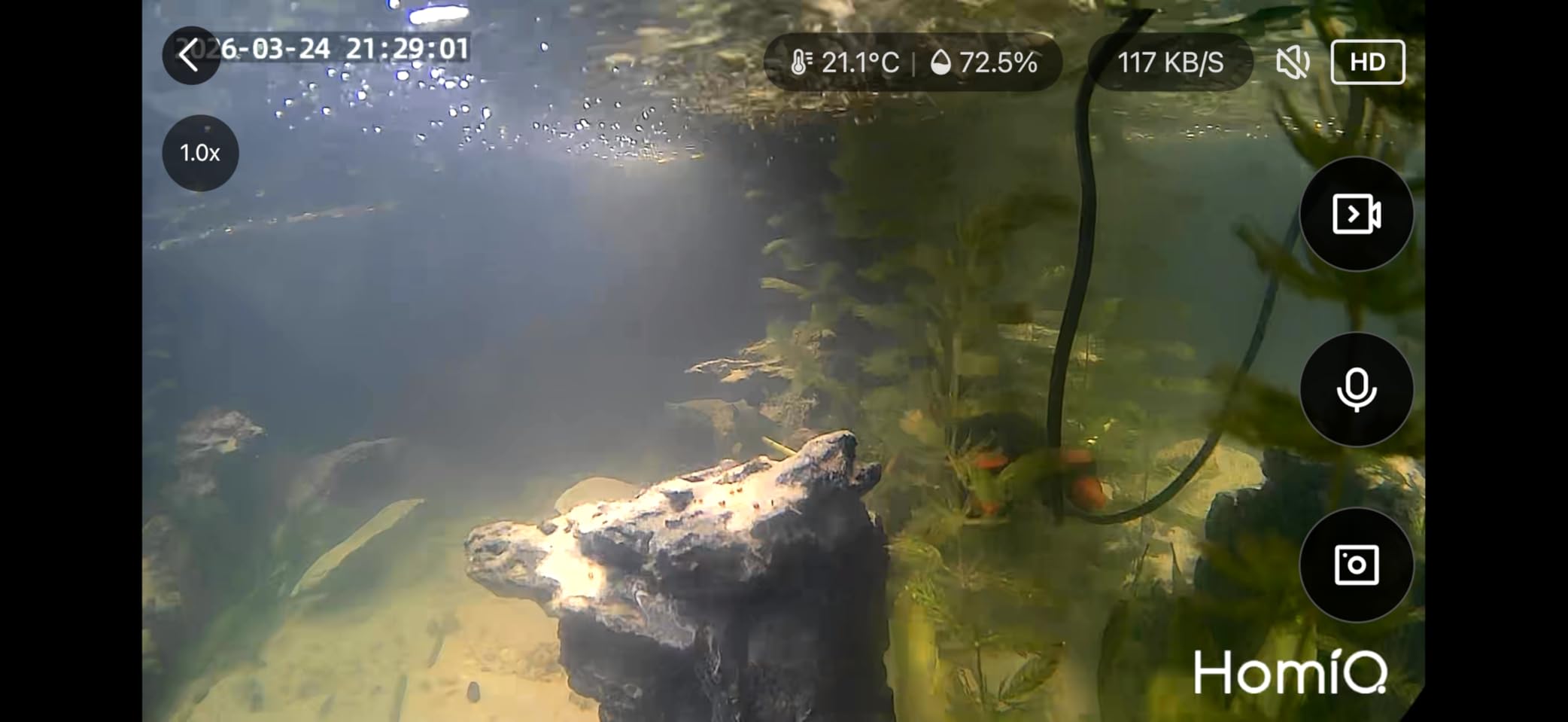 3MP 2K Aquarium & Terrarium Pet Camera with Close-Focus Lens for Fish, Lizard, Reptile Pet, 2.4GHz & 5GHz WiFi, Auto-Focus, 24/7 Recording customer photo 1