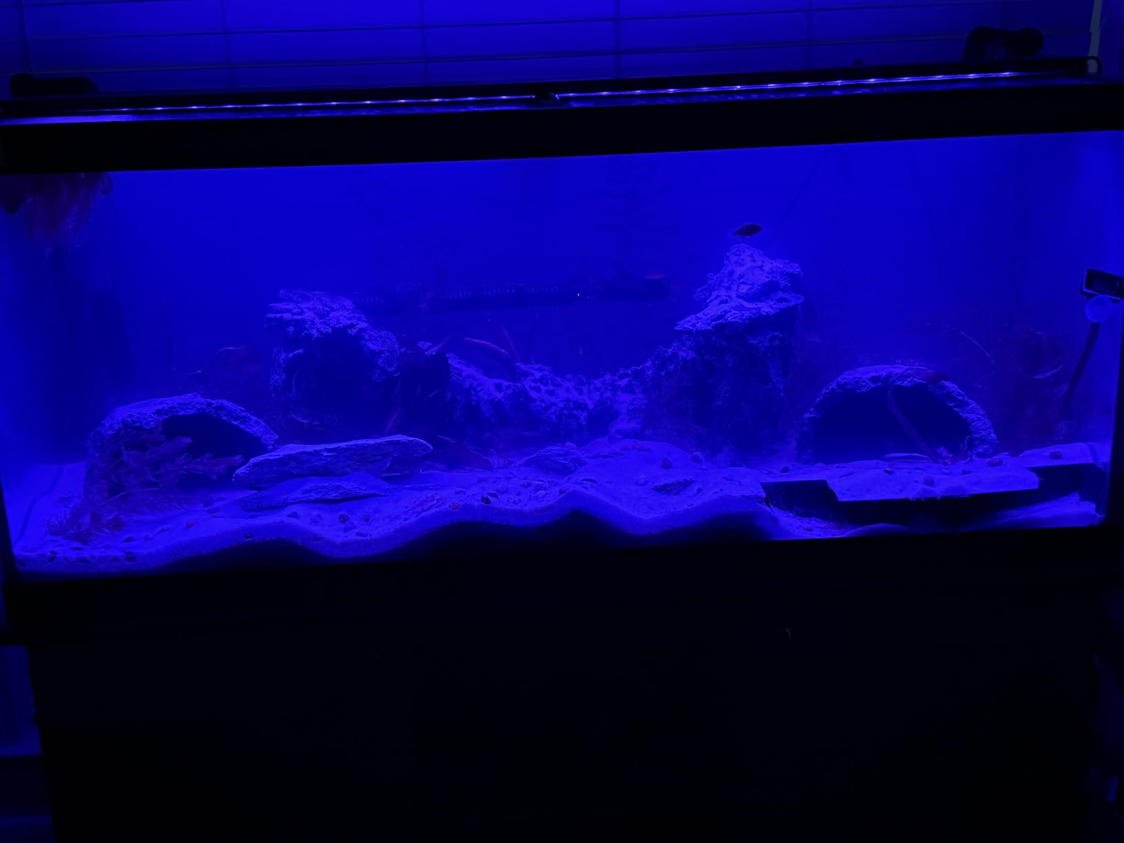 3MP 2K Aquarium & Terrarium Pet Camera with Close-Focus Lens for Fish, Lizard, Reptile Pet, 2.4GHz & 5GHz WiFi, Auto-Focus, 24/7 Recording customer photo 2