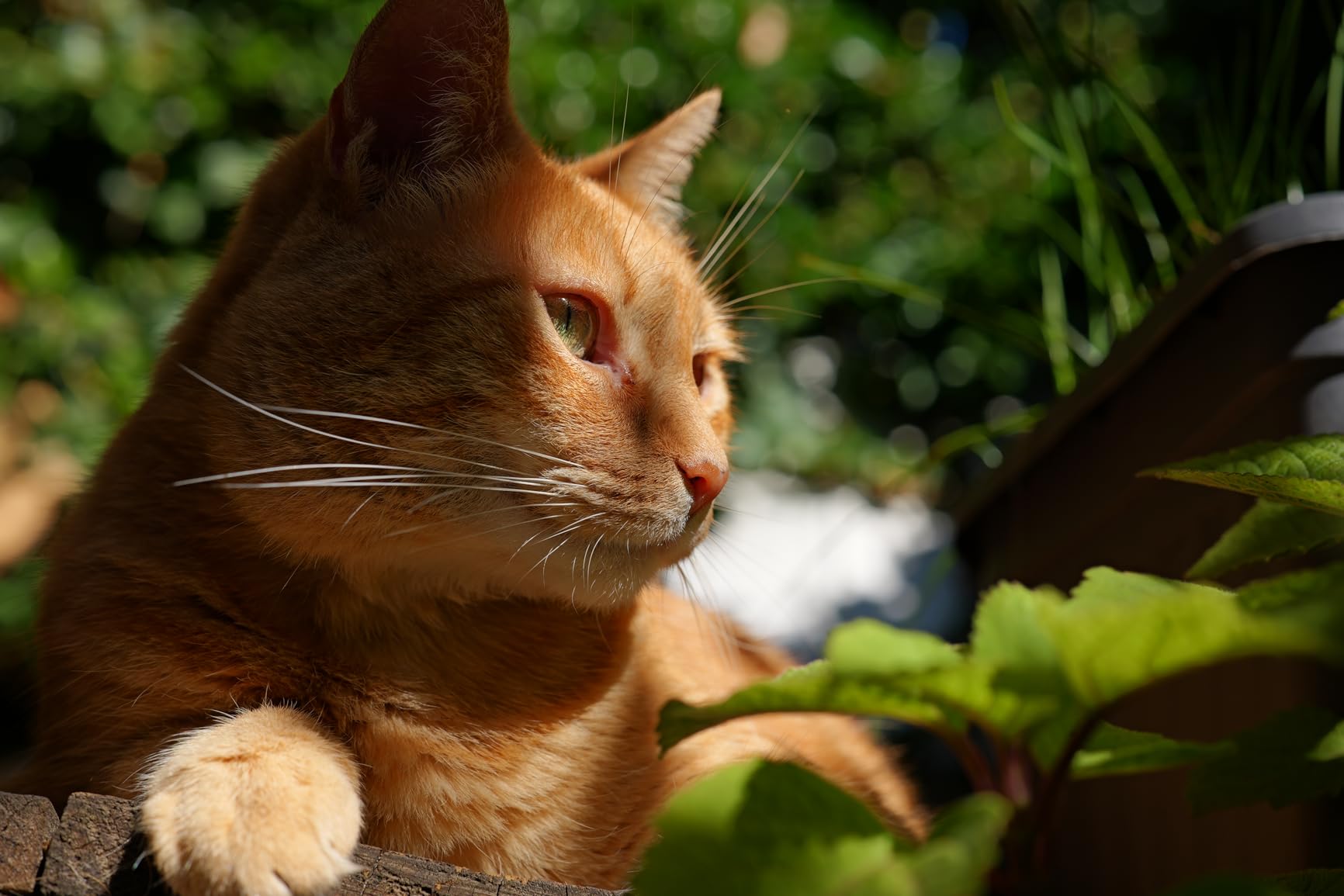 Panasonic LUMIX S5II Mirrorless Camera, 24.2MP Full Frame, Phase Hybrid AF customer photo 1