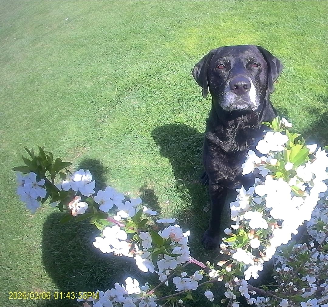 4K Mini Body Camera with 64GB Card, WiFi Thumb Action Camera with 1.47