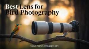 Best Lens for Bird Photography