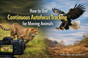 How to Use Continuous Autofocus Tracking for Moving Animals