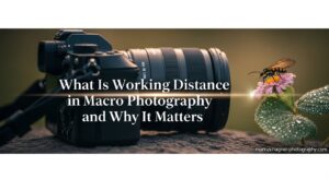 What Is Working Distance in Macro Photography and Why It Matters