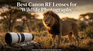 Best Canon RF Lenses for Wildlife Photography