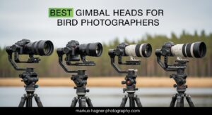 Best Gimbal Heads for Bird Photographers