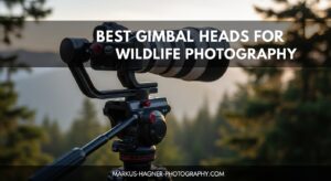 Best Gimbal Heads for Wildlife Photography