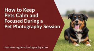 How to Keep Pets Calm and Focused During a Pet Photography Session