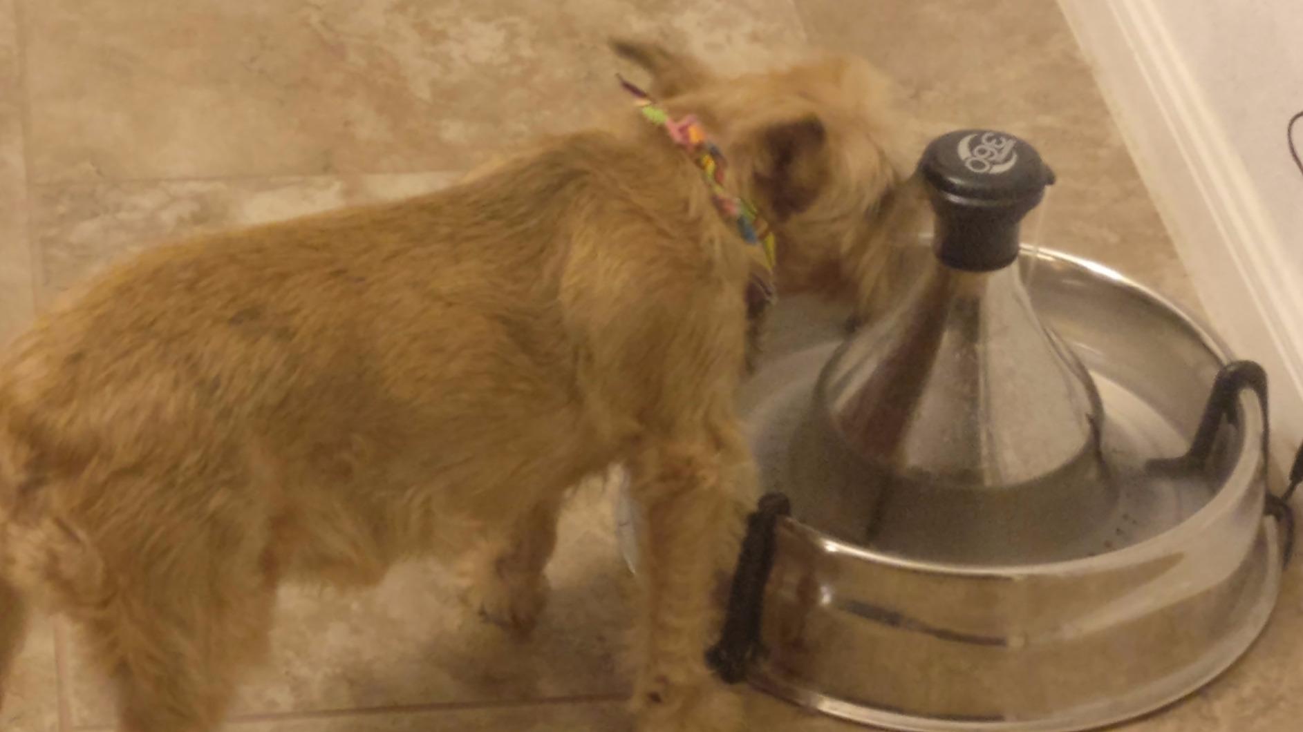 PetSafe Drinkwell Stainless Steel 360 Multiple Pet Fountain - Scratch and Rust Resistant Automatic Water Dispenser for Cats or Dogs - Adjustable Flow Control - 128 Ounce (3.8 Liter) - Filters Included customer photo 1