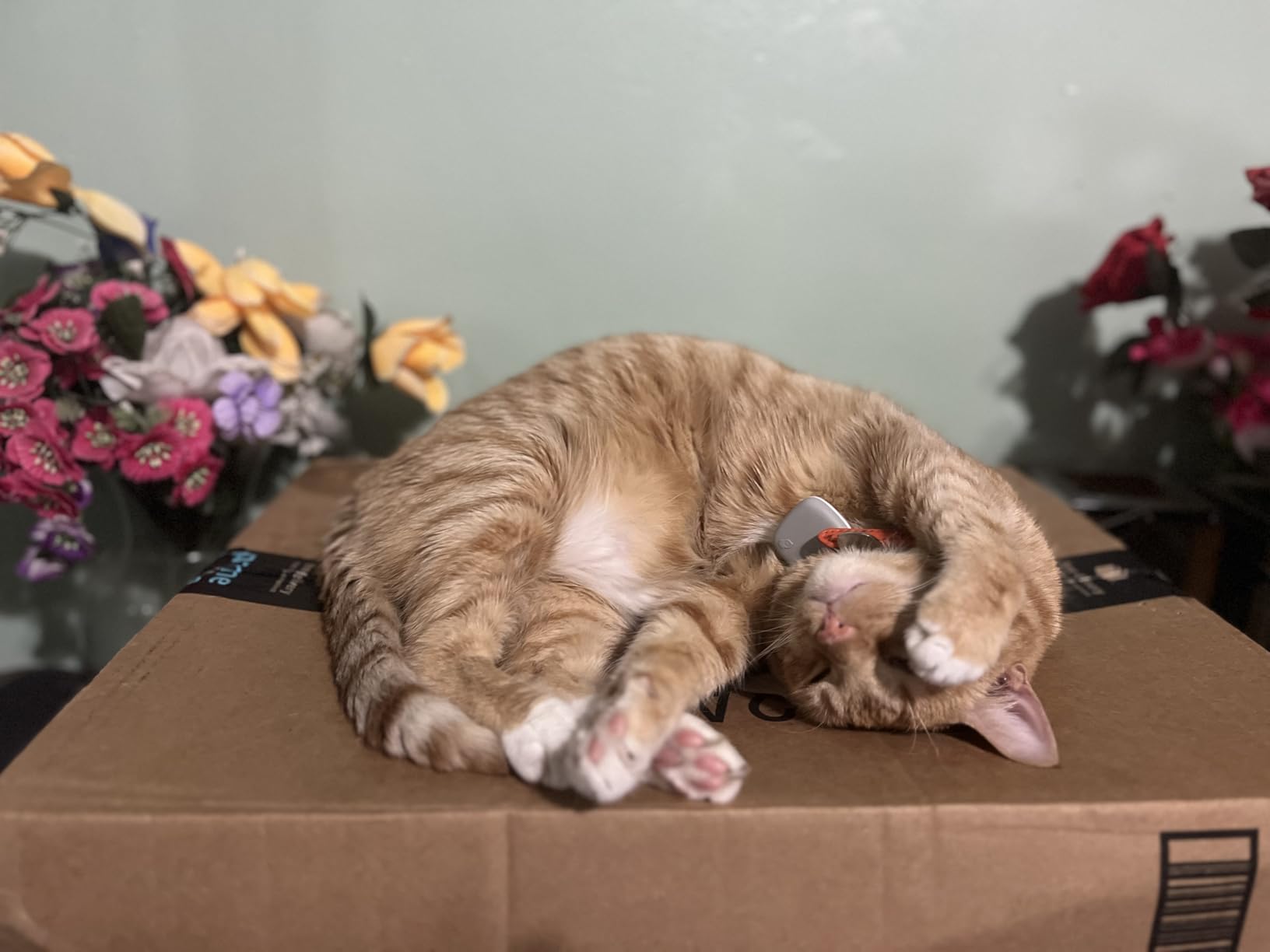 Hill's Science Diet Adult Sensitive Stomach & Skin Dry Cat Food, Chicken & Rice, 7 lb. Bag (Updated Formula) customer photo 1