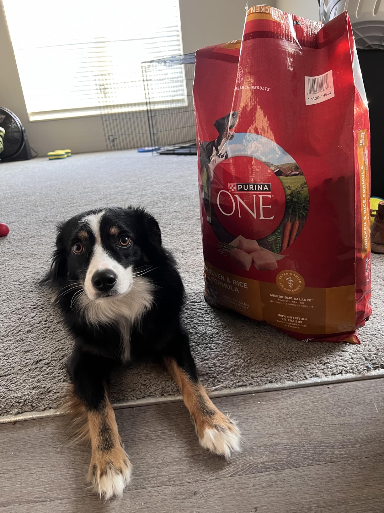 Purina ONE Chicken and Rice Formula Dry Dog Food - 16.5 lb. Bag customer photo 1