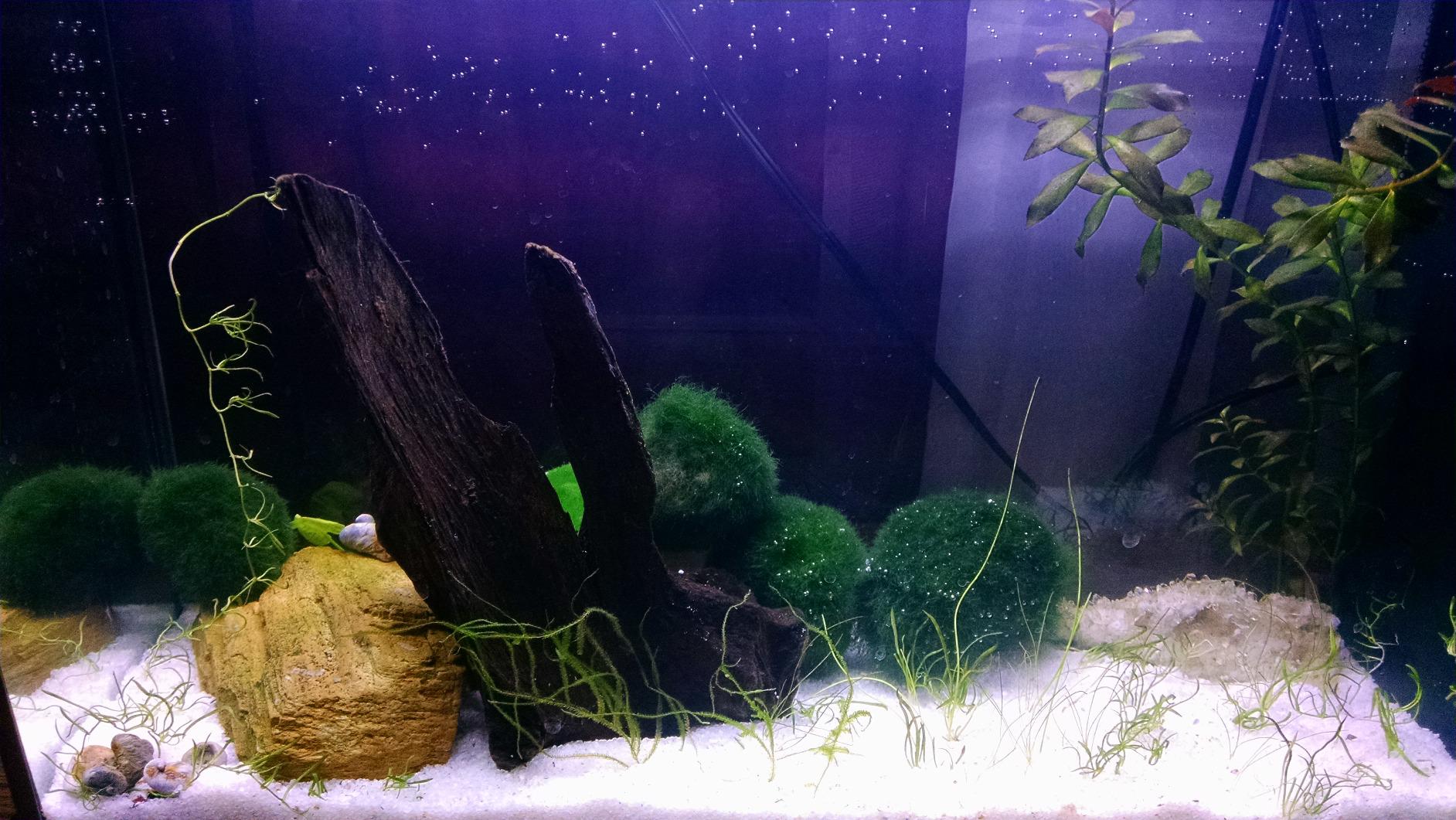 Fluval SPEC Freshwater Aquarium Kit, Aquarium with LED Lighting and 3-Stage Filtration, 2.6 Gallon, Black customer photo 1