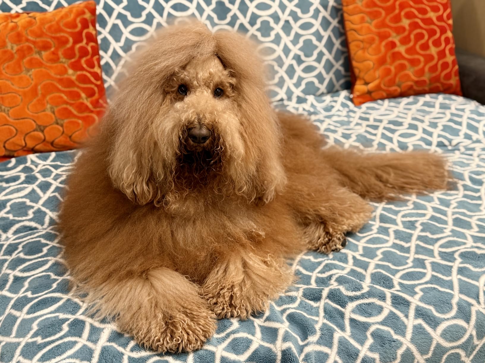 Chris Christensen Big G Dog Slicker Brush for Dogs (Goldendoodles, Labradoodles, Poodles), Groom Like a Professional, Fluff Detangle Style, Saves Time Energy, Coral, Large customer photo 1