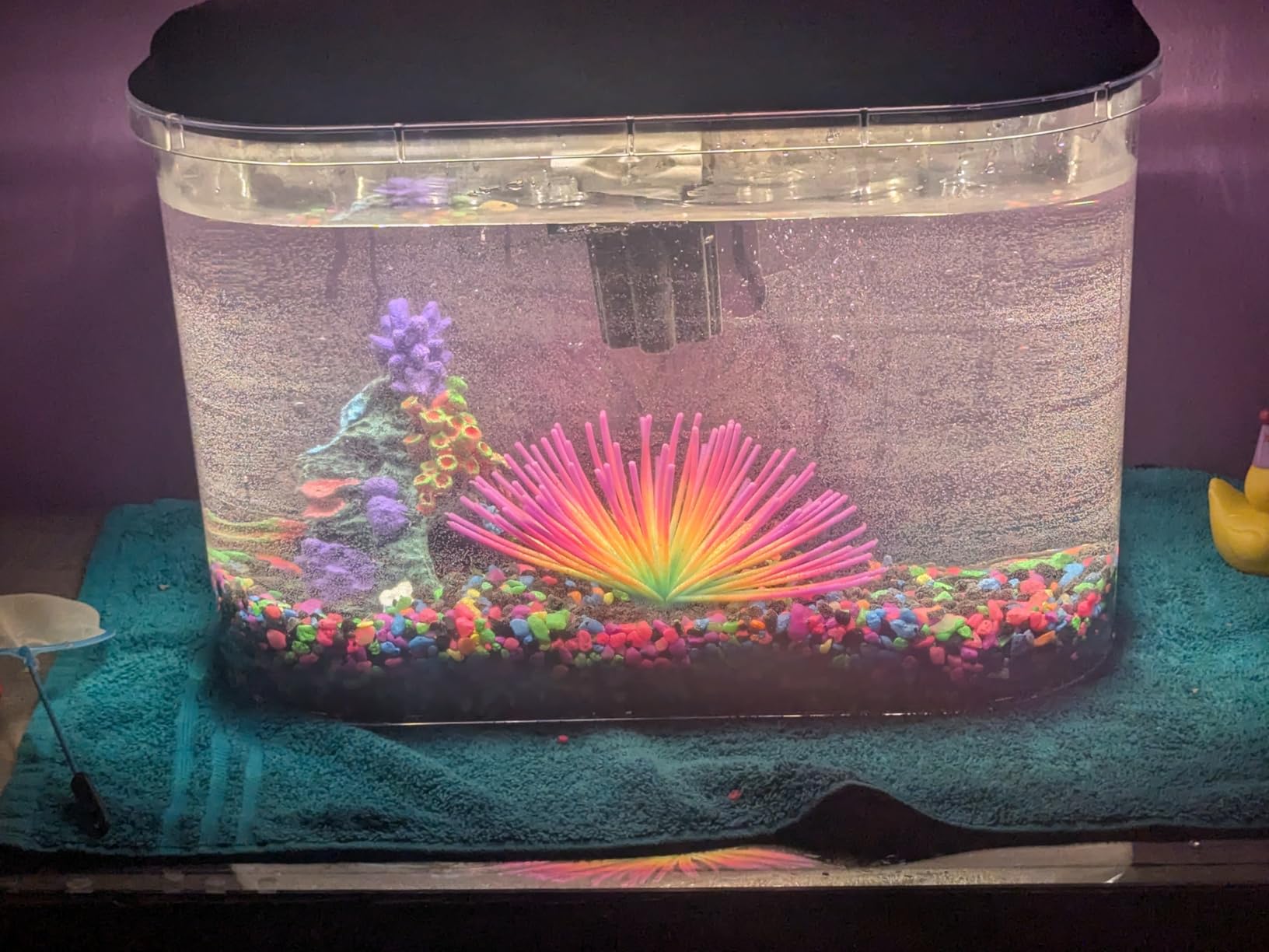 Koller Products 5-Gallon Aquarium Kit with LED Lighting and Power Filter, Ideal for a Variety of Tropical Fish customer photo 2