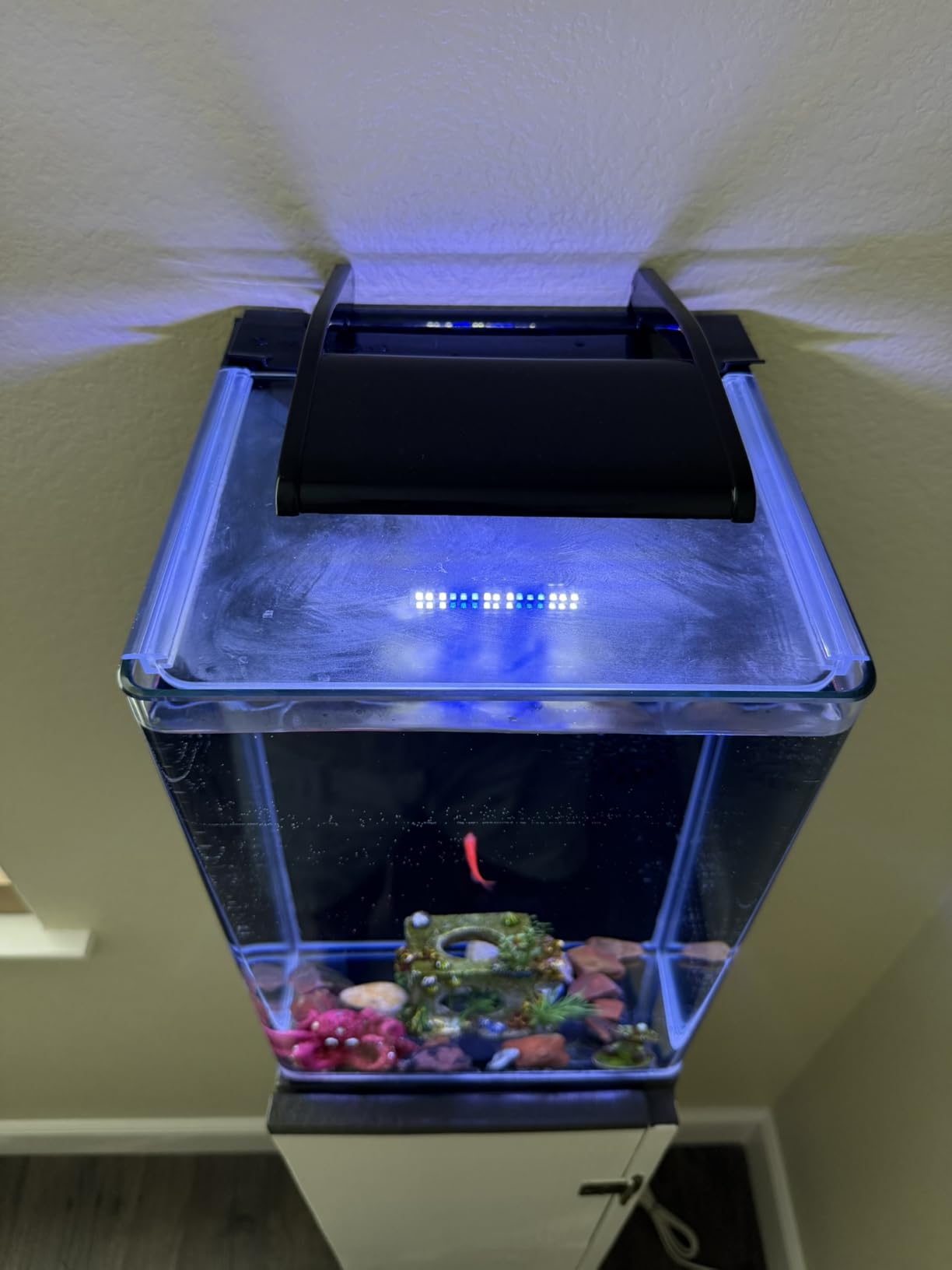 Marineland Portrait Glass LED Aquarium Kit, 5 Gallons, Hidden Filtration, Black customer photo 2