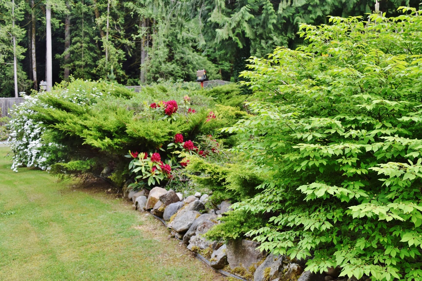 20V* MAX Cordless Hedge Trimmer, 22 Inches, Tool Only (DCHT820B) customer photo 2