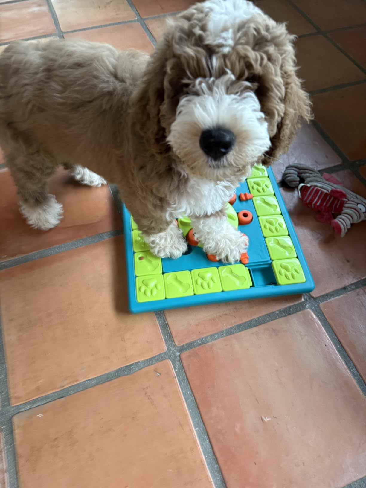 Outward Hound by Nina Ottosson Dog Tornado - Interactive Treat Puzzle Enrichment Toy, 3 Spinning Layers, Level 2 Intermediate customer photo 2