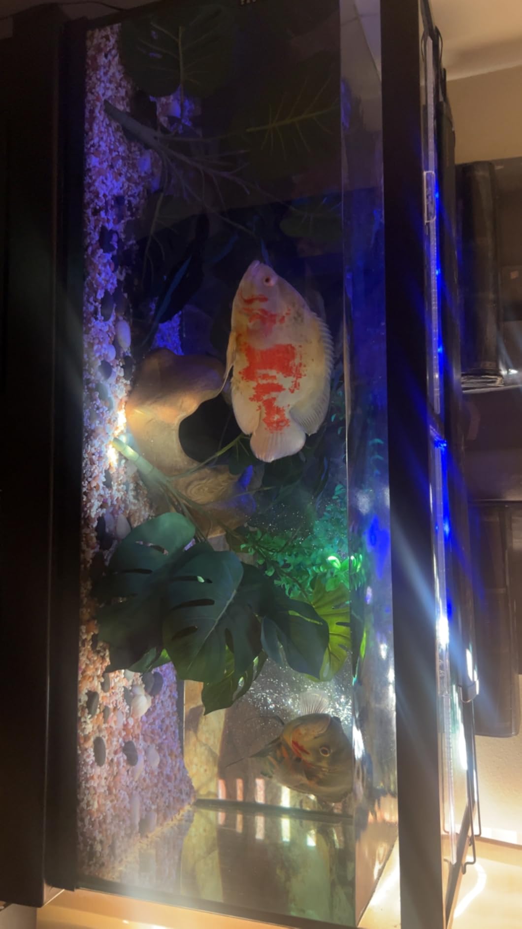 Glass Canopy Two Piece Set for Aquariums with Center Braces (Tank with Center Brace, 48