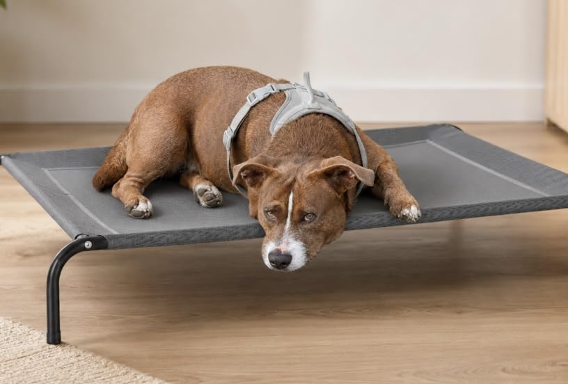 Bedsure Outdoor Elevated Dog Bed Large Sized Dog, Portable Indoor & Outdoor Cooling Raised Cot Pet Hammock Bed with Skid-Resistant Feet, Frame with Breathable Mesh, Grey, 49 inches customer photo 1