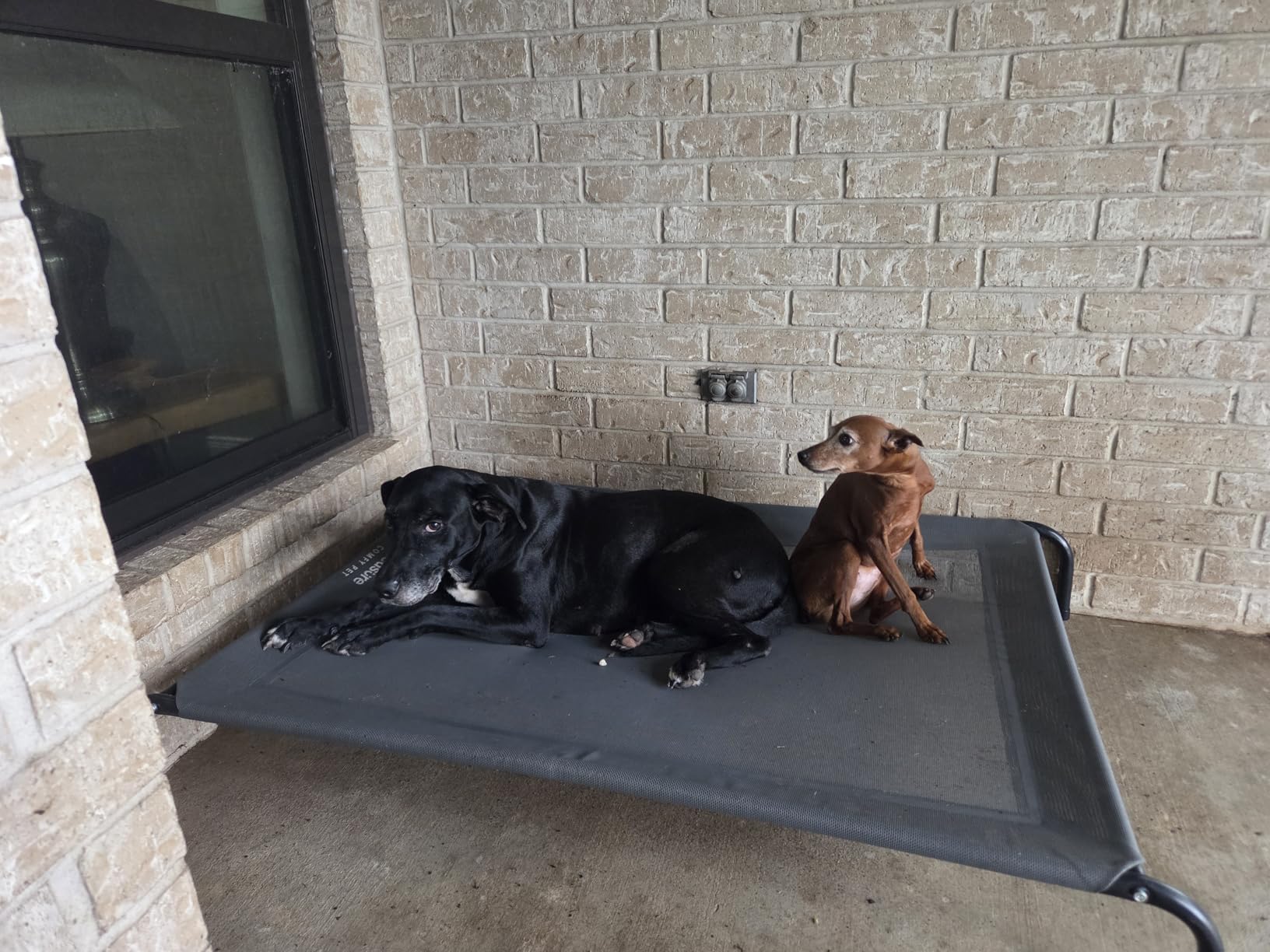 Bedsure Outdoor Elevated Dog Bed Large Sized Dog, Portable Indoor & Outdoor Cooling Raised Cot Pet Hammock Bed with Skid-Resistant Feet, Frame with Breathable Mesh, Grey, 49 inches customer photo 2