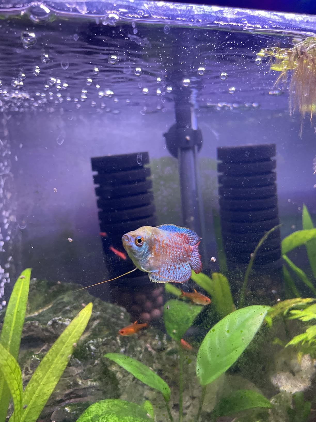 hygger Aquarium Double Sponge Filter, Comes with 2 Spare Sponges (S) customer photo 1