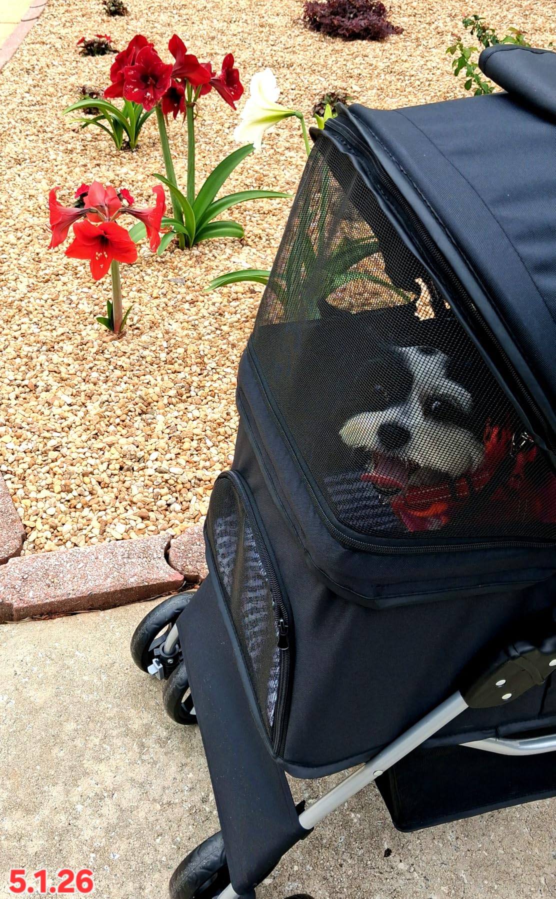 4 Wheels Pet Stroller Dog Cat Stroller for Small Medium Dog Cats Foldable Carrier Jogger Travel Puppy with Storage Basket and Cup Holder (Black) customer photo 2