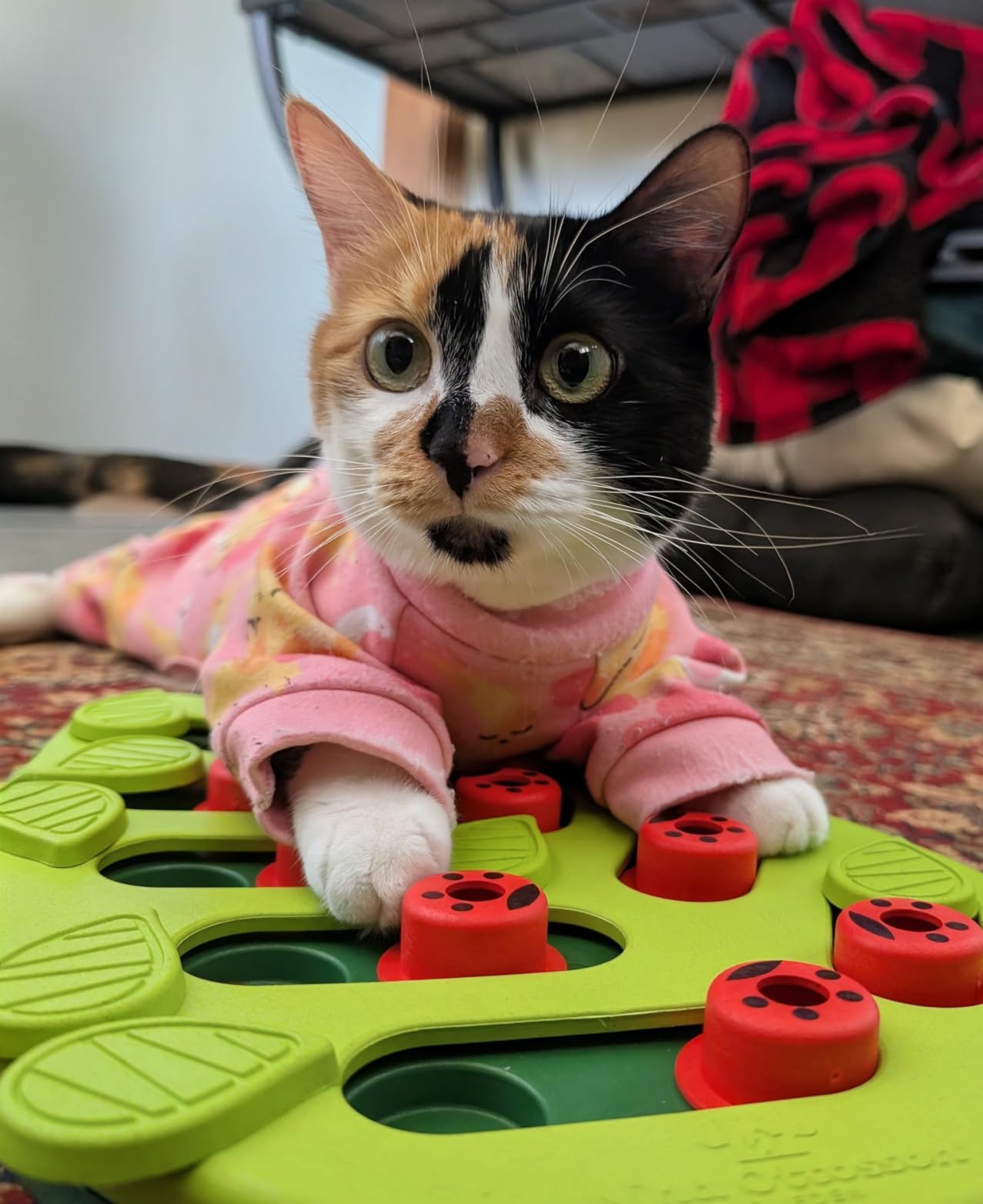 Catstages Nina Ottosson Buggin' Out Puzzle & Play Cat Puzzle Feeder - Interactive Treat Game, Level 2 Slow Feeder customer photo 2