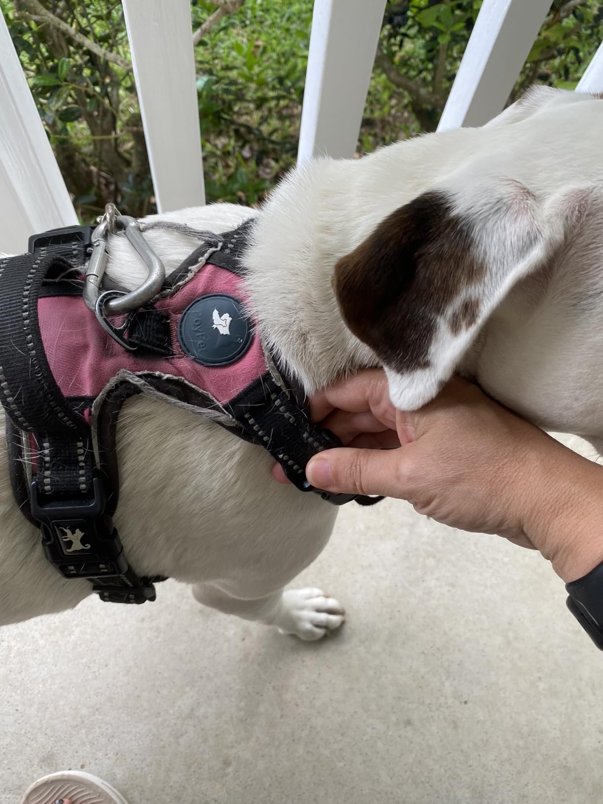 PoyPet Dog Harness and Leash Combo, Escape Proof No Pull Vest Harness, with 5 Feet Leash, Reflective Adjustable Soft Padded Pet Harness with Handle for Small to Large Dogs(Black,M) customer photo 1